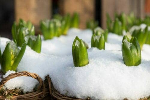 Gartenarbeit im Winter